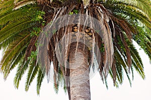 Photo of a Large California Palm Tree in San Francisco`s Golden Gate Park