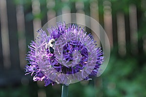 Purple flower of a decorative onion and a bee