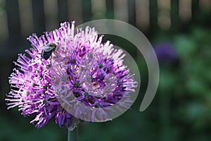 Purple flower of a decorative onion and a bee