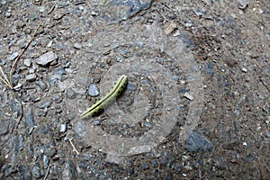 Photo of a large green caterpillar crawling on brown ground and pebbles.