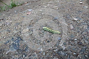 Photo of a large green caterpillar crawling on brown ground and pebbles.