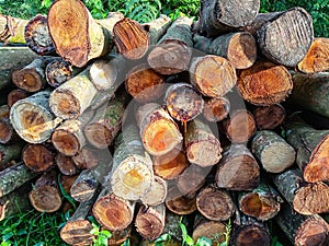 Photo of a large pile of logs in a forest