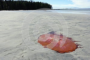 A photo of a large red lion`s mane jellyfish washed up on a sandy beach at low tide.