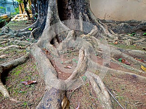 Photo of large tree roots on the ground