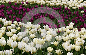 Photo of large white and dark purple tulips planted in rows in Goztepe Park in Istanbul, Turkey photo