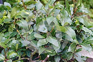 Photo of a laurel bush in the garden