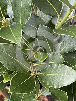 Photo of  Laurus nobilis or bay leaf Plant