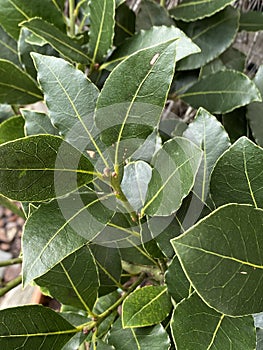 Photo of  Laurus nobilis or bay leaf Plant photo