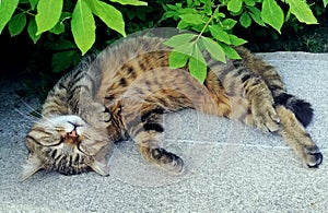Resting kitty under the tree