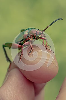 Photo of a leaf beetle on a finger, in the Salatiga area, Central Java, Indonesia