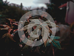 a photo of a leaf with a dark brown lightroom preset photo