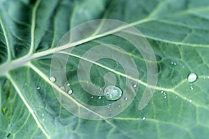 Photo of leaf in soft focus with rain drops