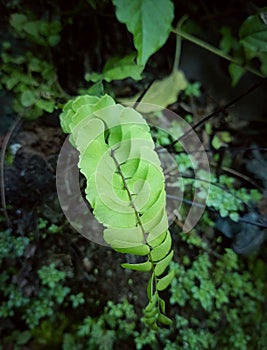 Photo of the leaves of Adiantum Capillus-veneris or Paku Suplir photo