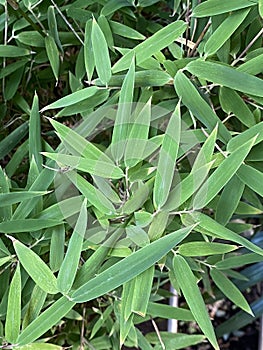 Photo of the leaves of  Bamboo Plant photo