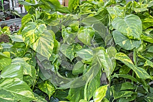 Photo of the leaves of the Epipremnum aureum plant.