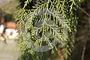 Photo of the leaves of the tree, which is the Thuja standishii in Latin. Close up