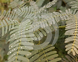 Photo of leaves and trees