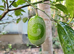 Fresh Lemon With tree.