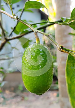 Fresh Lemon With tree.