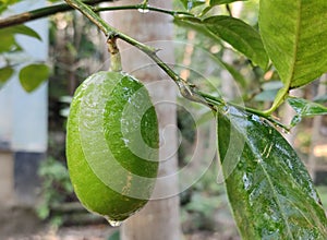 Fresh Lemon With tree.