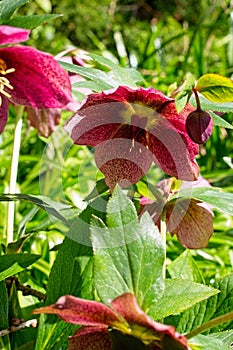 A photo of a Lenten Rose