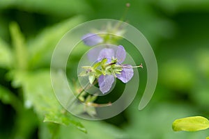 Photo of a lilac flower against a grass background