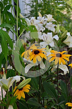 Photo of lilies and yellow chamomile