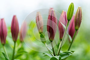 Photo of lily buds in soft focus close up