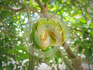 Photo of a lime that has been damaged in half due to a plant pest attackï¿¼MasukanOrang lain juga