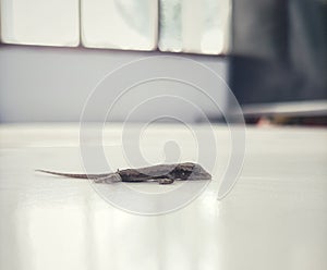 photo of a limp baby lizard photo