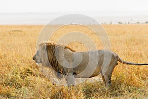 A photo of a lion in open Savannah in Masai Mara Kenya