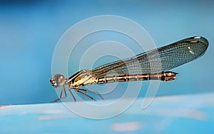 Photo of little damselfly perching and resting