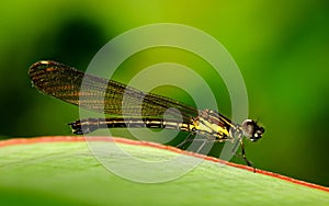 Photo of little damselfly perching and resting in some leaf