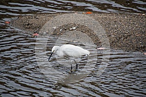 A photo of a  Little Egret in the Kamogawa river.