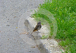 Little grey bird standing next to a kerb