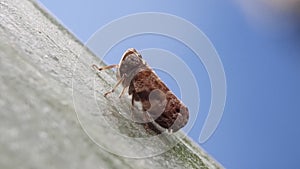 Photo of The little insect Froghopper