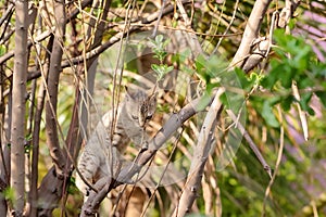 Photo of a little kitten climbing on a tree branch standing in the forest