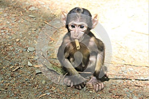 A little monkey n the Wildlife park in Daun, Germany photo