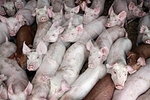 Photo of little pigs piglets from above