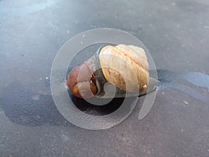 photo of little snails mating in the morning