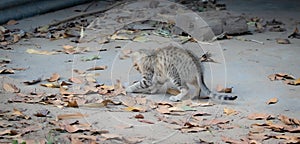 photo of little tabby kitten playing and jumping in autumn