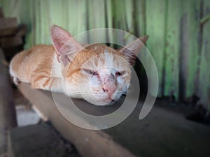 Photo of a local Timorese cat resting on a pile of boards next to my house