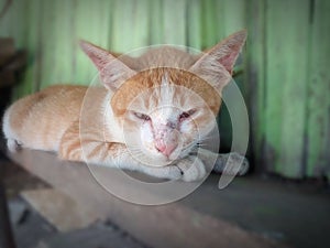 Photo of a local Timorese cat resting on a pile of boards next to my house