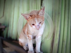 Photo of a local Timorese cat resting on a pile of boards next to my house