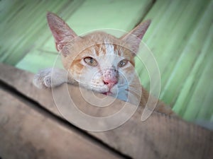 Photo of a local Timorese cat resting on a pile of boards next to my house