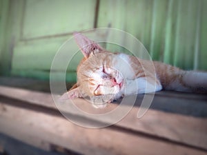 Photo of a local Timorese cat resting on a pile of boards next to my house