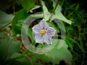 photo of local Timorese eggplant flowers blooming in the garden