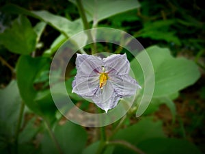 photo of local Timorese eggplant flowers blooming in the garden