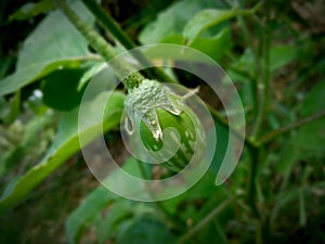 photo of local Timorese eggplant young fruit ready to be made into vegetables?