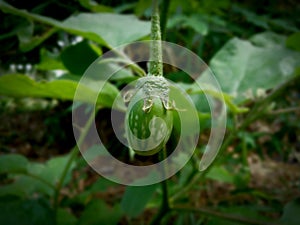 photo of local Timorese eggplant young fruit ready to be made into vegetables?